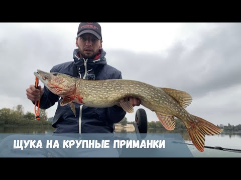 Видео: Трофейная щука на крупные приманки | Осенняя рыбалка | Ловля щуки на крупный силикон