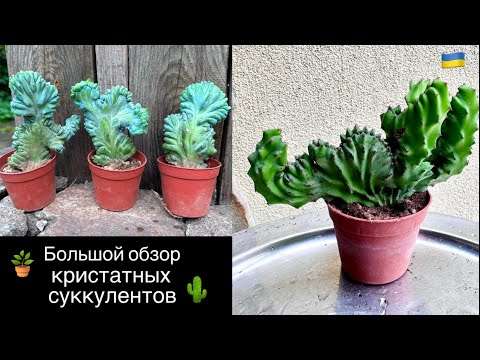 Видео: Кристатные суккуленты и кактусы / Большой обзор / 2024