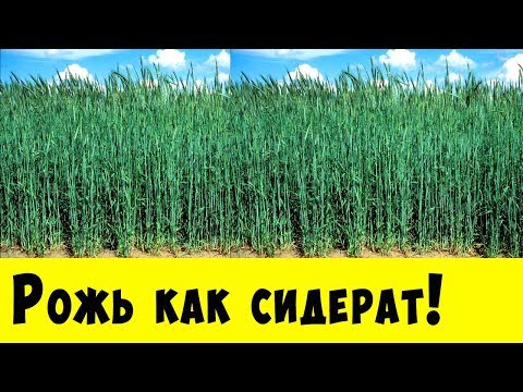 Видео: РОЖЬ КАК СИДЕРАТ !!! Обязательно посадите её у себя на огороде !!!