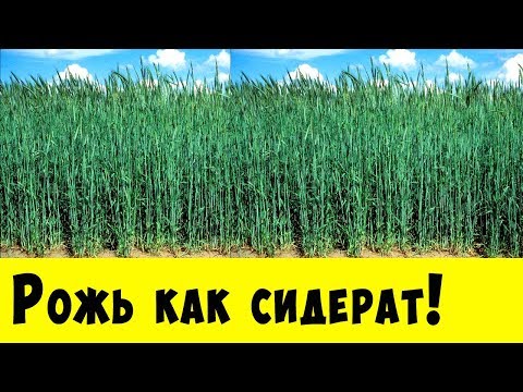 Видео: РОЖЬ КАК СИДЕРАТ !!! Обязательно посадите её у себя на огороде !!!