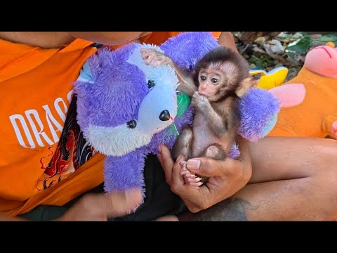 Видео: Оказывается, процесс ухода за больным детенышом обезьяны не такой уж короткий