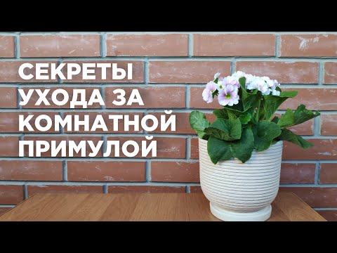 Видео: Примула комнатная (первоцвет) - как ухаживать за цветком в домашних условиях