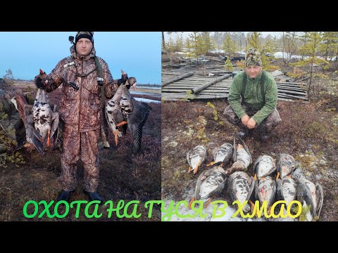 Видео: ОХОТА НА ГУСЯ В ХМАО. 2025 год