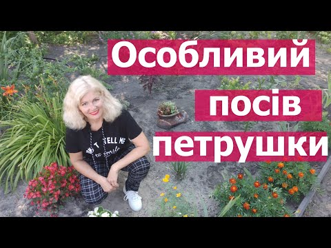 Видео: Як сіяти петрушку, щоб швидко зійшла\ Посадка петрушки у відкритий ґрунт.