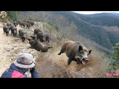 Видео: Невероятная погоня за кабаном! Охотник гонится за кабаном до самого конца — и всё заканчивается н...