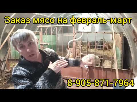 Видео: поросята петрен+дюрок+йëкшир , 2 мес.