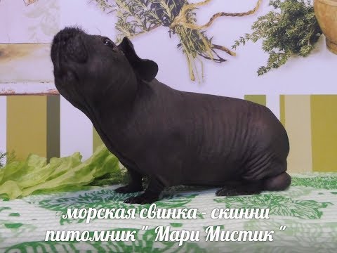 Видео: ДОРОГО ЛИ СОДЕРЖАТЬ МОРСКИХ СВИНОК ? УБОРКА В СТЕЛЛАЖЕ У СКИННИ ( ПИТОМНИК "МАРИ МИСТИК" )
