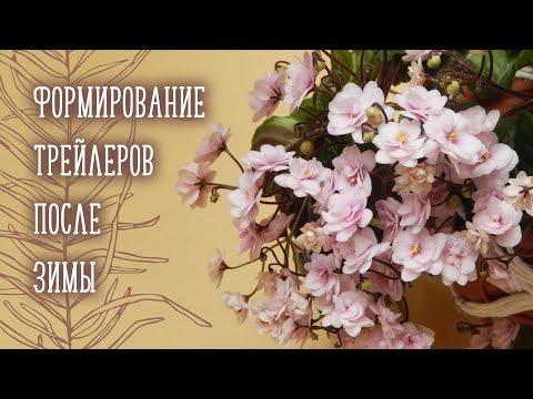 Видео: Формирование трейлерных фиалок после зимы | Фиалки уход и выращивание