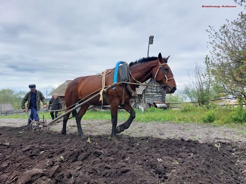 Видео: Эксклюзив! Посадка картофеля лошадью! Жизнь в деревне! Дом у реки