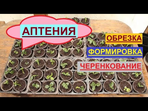 Видео: АПТЕНИЯ. Условия Выращивания и Размножение.