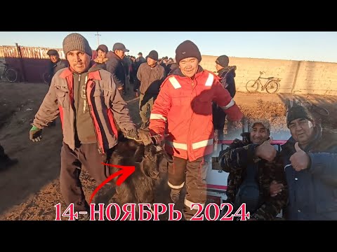 Видео: 14-НОЯБРЬ/2024/ХАЛКАБАД МАЛ БАЗАРЫ/МАЛ БАЗАР 2024/ДЕМ БЕРМЕС МАЛ БАЗАР