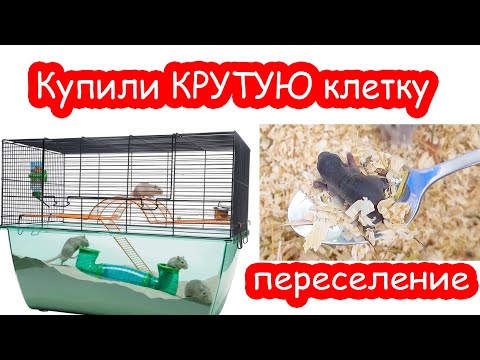 Видео: Купили крутую клетку песчанкам