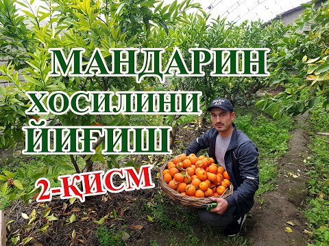 Видео: Иволистный мандаринлар хосилларини йиғиш. 2-қисм.Сбор урожая мандарины(Иволистная) 2-часть