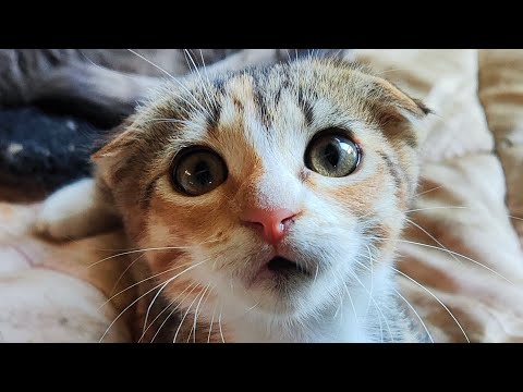 Видео: котята