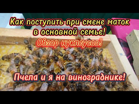Видео: Как поступить при смене маток в основной семье! Обзор нуклеусов! Пчела и я на винограднике!