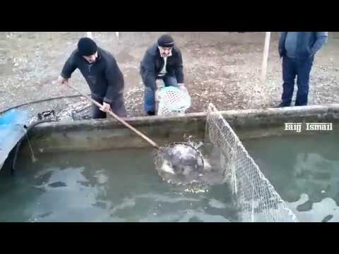 Видео: Азербайджан Yevlax (Евлах)  рыба из Куры