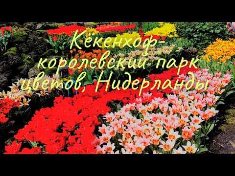 Видео: Кёкенхоф-королевский парк цветов, Голландия, Нидерланды!
