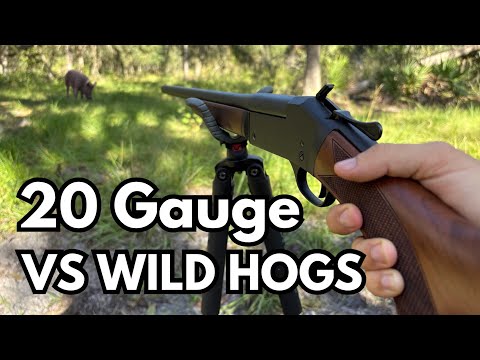 Видео: Охота на инвазивных кабанов с однозарядным ружьём Henry 20 Gauge Single Shot