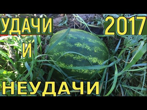 Видео: Удачи и неудачи холодного лета 2017 года  Урожай в Подмосковье