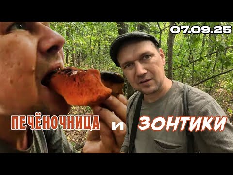 Видео: Печёночница и Зонтики! | ОТец ищет грибы 07.09.25г