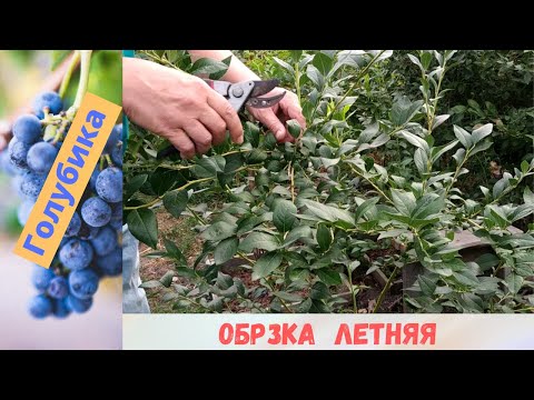 Видео: Обрезка голубики летом и делаю отводок.