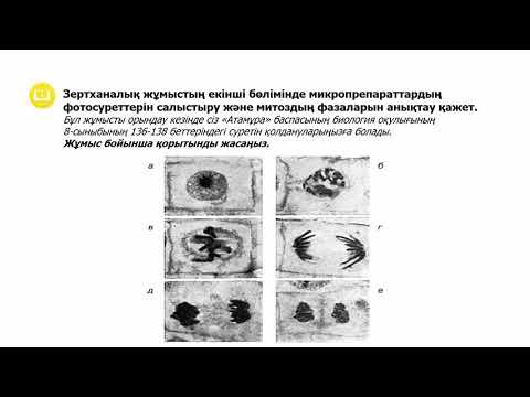 Видео: III - тоқсан, Биология, 9 сынып, Митоз. Митоз фазалары