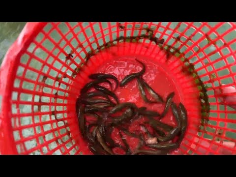 Видео: Илон балиқ личинкалари 2 грамли