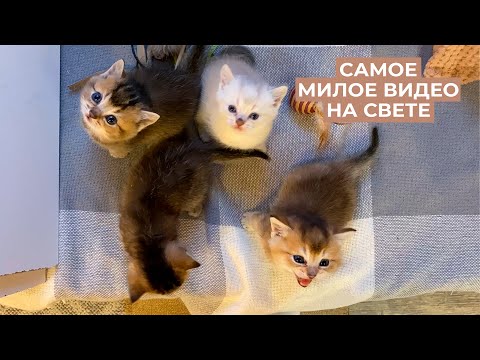 Видео: 😻Наши британские котята с рождения до года | British gold shinshilla kittens