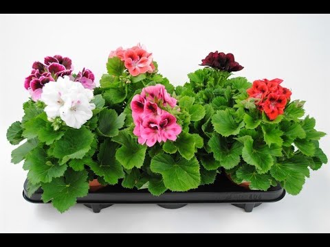 Видео: Нарезка черенков пеларгонии