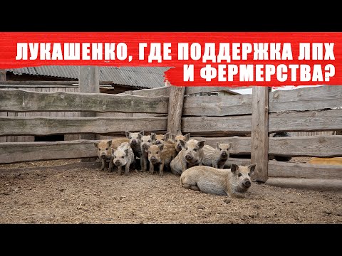 Видео: Лукашенко, где поддержка ЛПХ и фермерства?