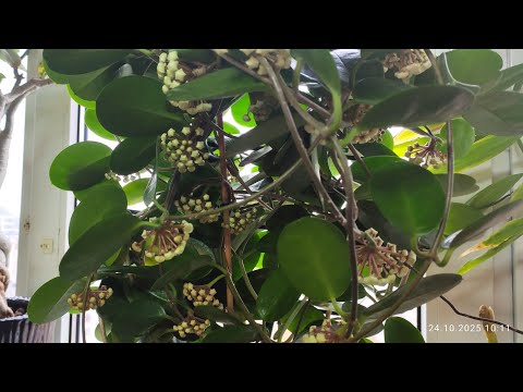 Видео: 24.10.2025 р.квіти і люди без опалення 😱як воно 😉😊