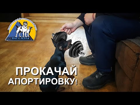 Видео: Апорт.  Шаг второй. Учим собаку держать апорт.