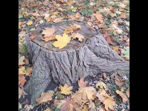 Видео: Улюблене місто.  Харків. Неймовірні фарби осені...