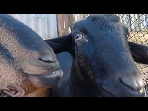 Видео: Купили корм и соль лизунец козам. Уборка в козовнике. Козий дворик.