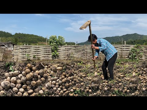 Видео: В поле кучи картофеля, и бабушка выкапывает их, чтобы сделать 5 блюд из картошки.