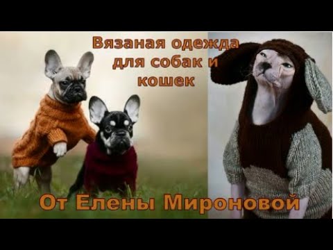 Видео: Презентация мастер-классов по вязанию одежды GavMour для кошек и собак от Елены Мироновой #вязание