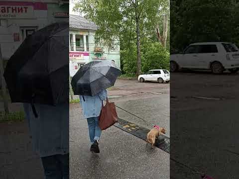 Видео: Назия , Ленинградская область