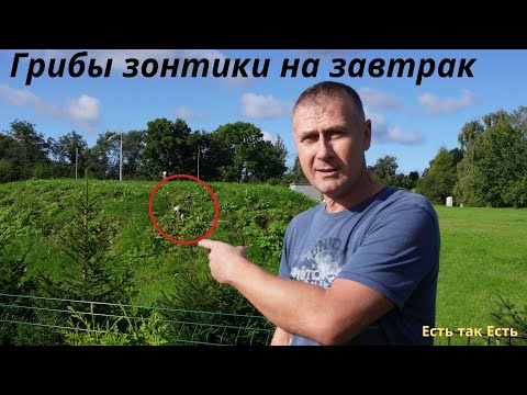 Видео: Готовим грибы зонтики на завтрак # Жарим грибы # Как приготовить грибы.