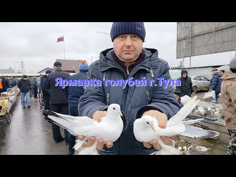 Видео: Ярмарка голубей г.Тула 21.10.23