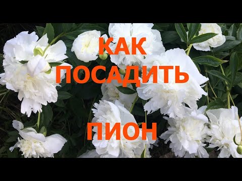 Видео: Посадка пиона.