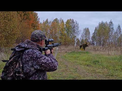 Видео: Лучшие выстрелы на охоте: Волк, Лось, Глухарь. Топ выстрелов сезона 2023-2024.