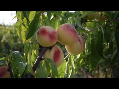Видео: Персик Белый Лебедева (3 августа) - Агро Сад