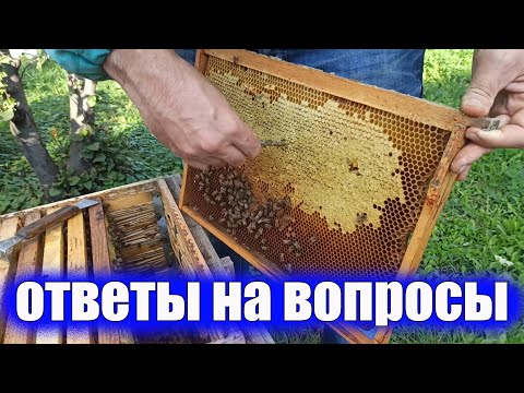 Видео: Ответы на вопросы ПОЗДНИЙ РАСПЛОД У ПЧЁЛ ОСЕНЬЮ что с ним делать