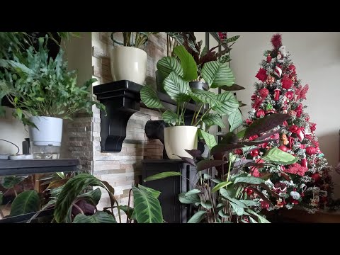 Видео: 2 ч. 🌿 Привожу в порядок растения🌱Пересадки и тп.