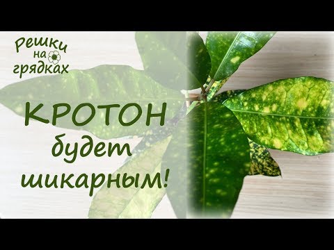 Видео: 🌿Кротон - красавец-привереда!  🌿 Кодиеум Уход в домашних условиях Почему опадают листья у кротона