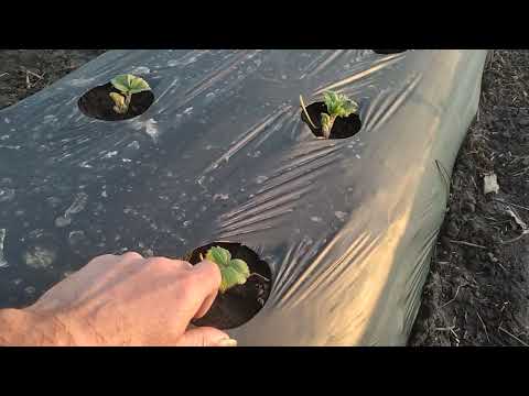 Видео: 03 04 2025 Мульчуючий матеріал для полуниці.  Плівка зло?