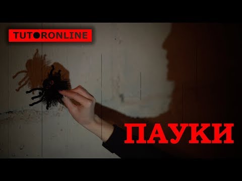 Видео: Биология | Страшная правда о пауках