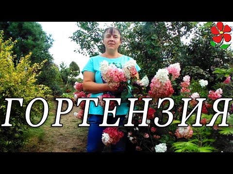 Видео: Самые красивые гортензии! И самые неприхотливые! Обзор.