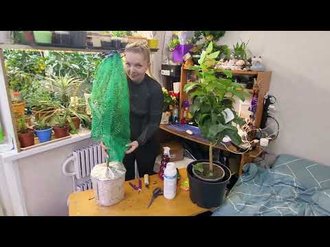 Видео: Рекомендации после приобретения нового цитруса