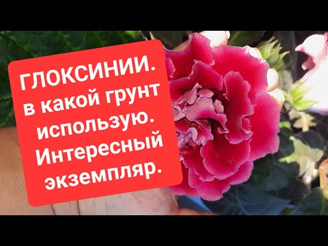 Видео: ГЛОКСИНИИ.Грунт дя посадки.Интересный экземпляр .